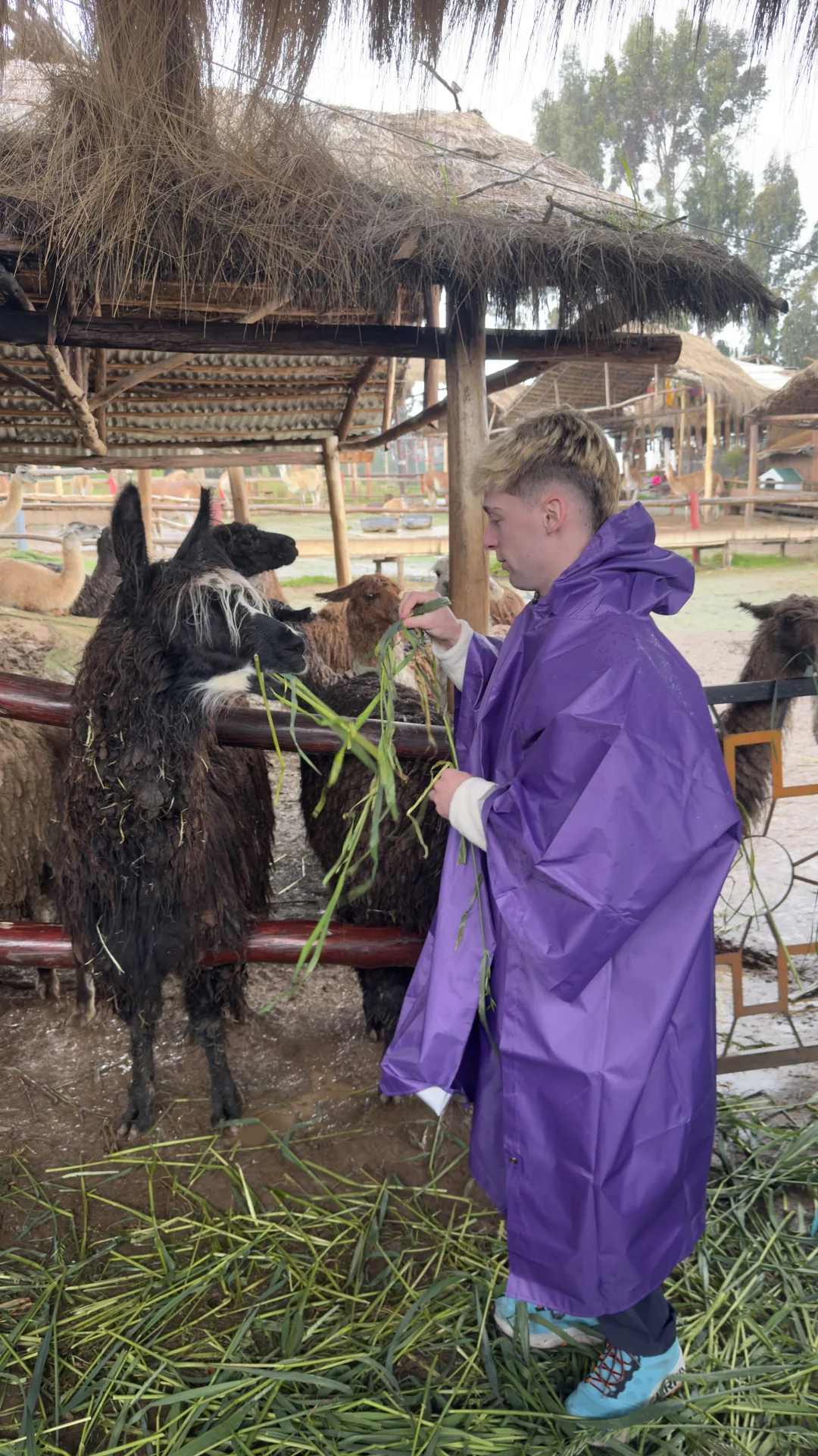 Traveller feeding llamas in the Sacred Valley on the way to Pisac