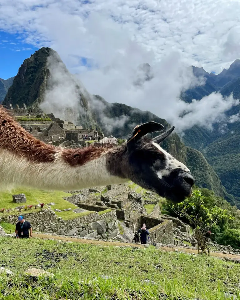 Llama at Machu Picchu with the citadel and Huayna Picchu behind